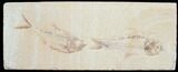 Double Diplomystus Fish Fossil #5477-1